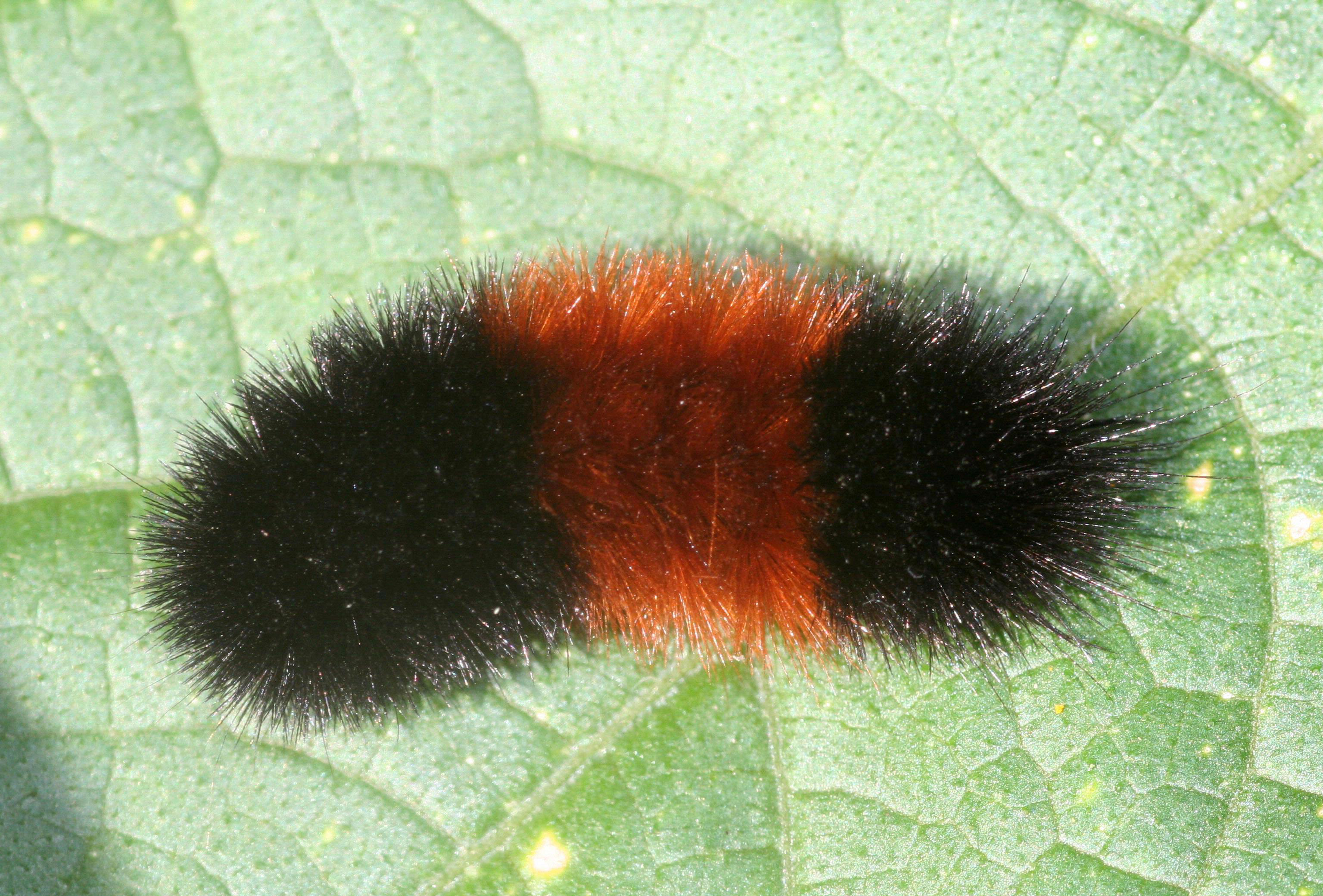 banded woolly bear